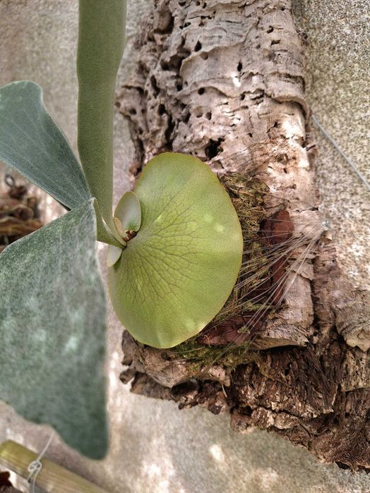 Platycerium bifurcatum