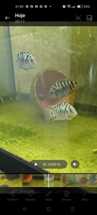 PROMOÇÃO nigrofaciatos (Acará do Congo)