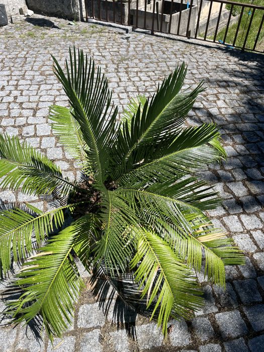 Planta cica tamanho grande