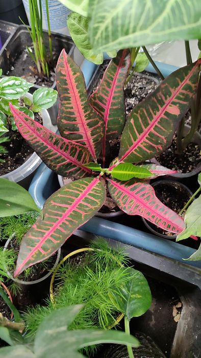 Хамедорея меса китайська