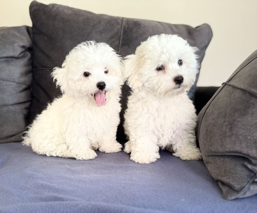 Цуценята бішонів