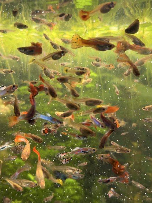 Vendo Guppys Variados