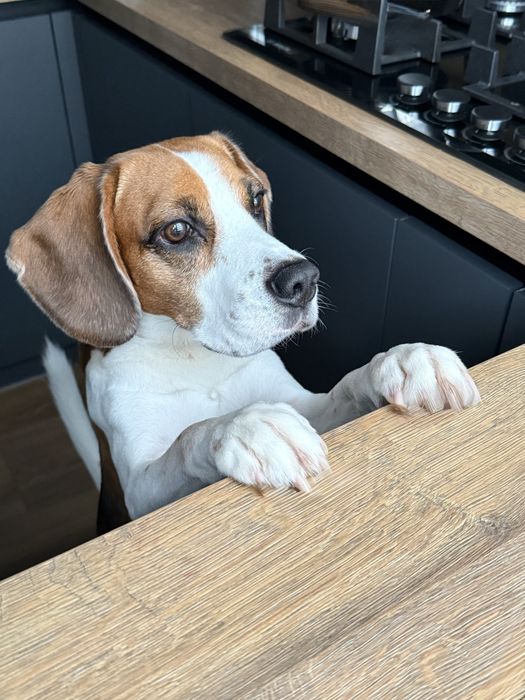 Бігль для вязки шукає подружку