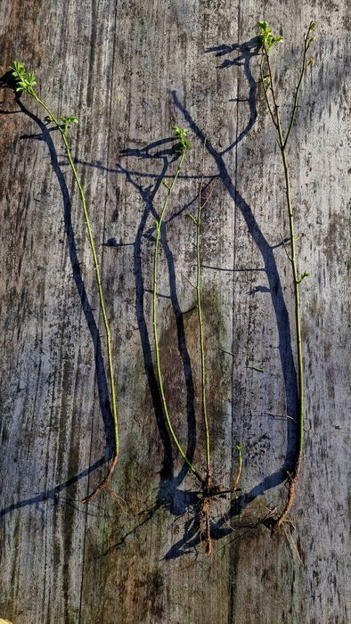 sadzonki rózy stulistnej 10 sztuk