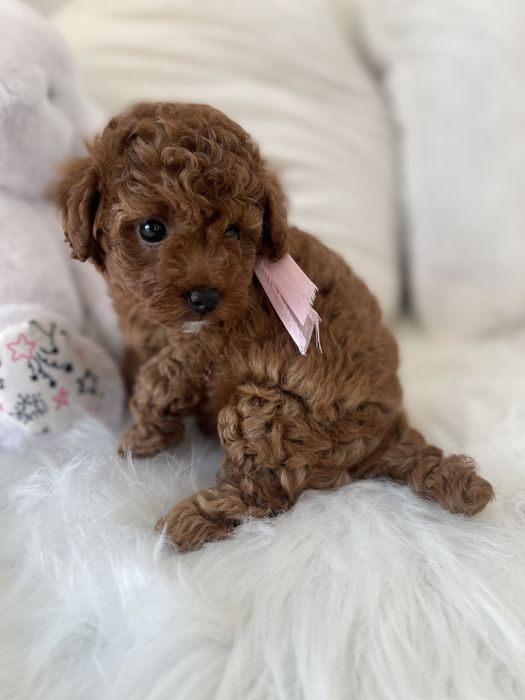 Обіймай і не відпускай  чарівні VIP Той-Пуделі тут!