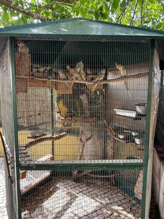 Gaiola exterior com caturras