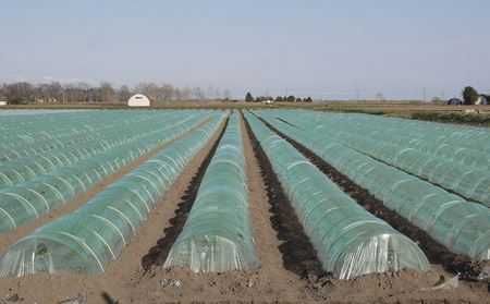 Folia ogrodnicza na tunele, inspekty, foliaki