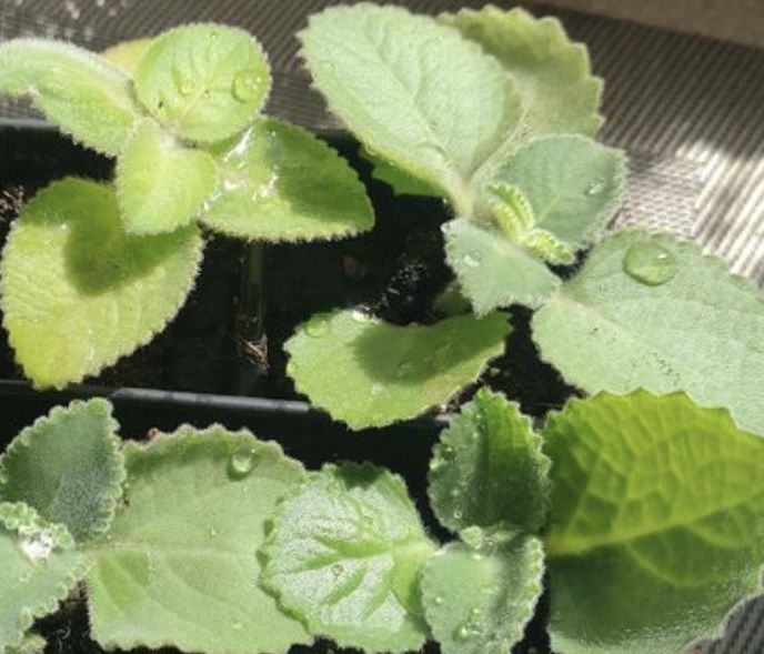 Ladna sadzonka mięty meksykańskiej. domowa