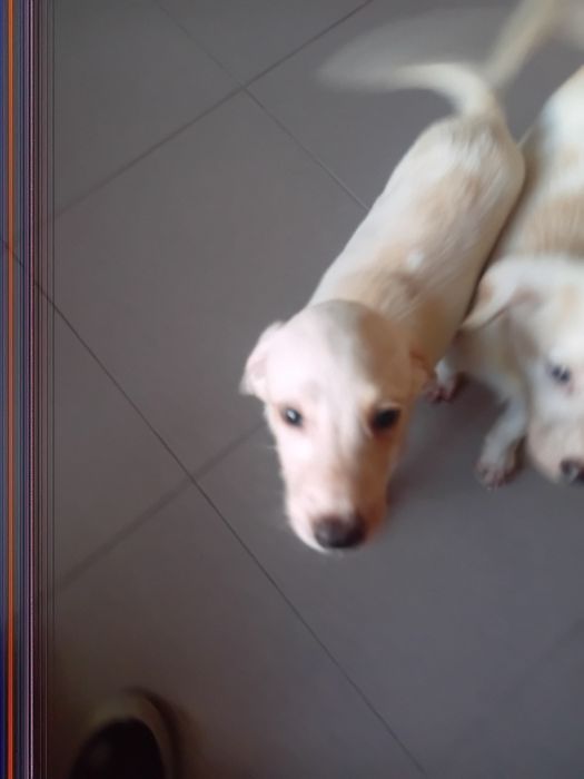 3 Cachorros para adoção responsavel...urgente