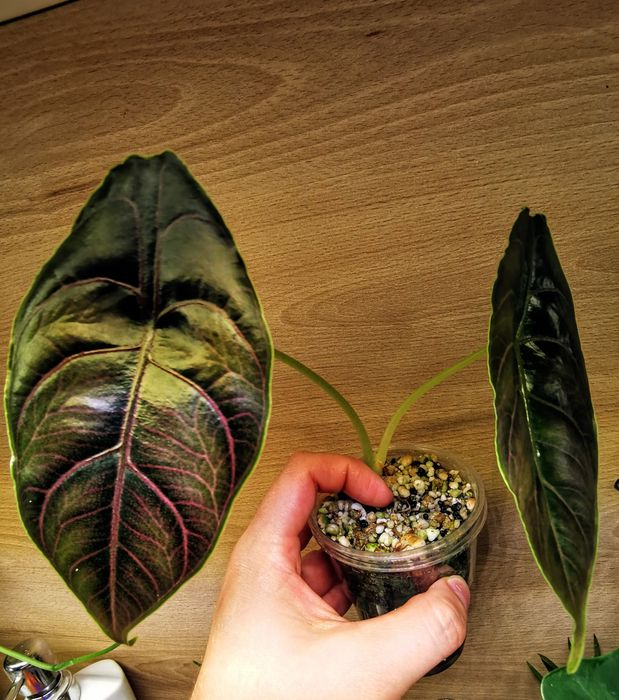Alokazja Azlanii