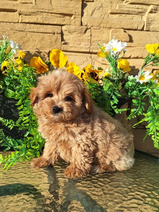 Maltipoo szczeniaczek z rodowodem