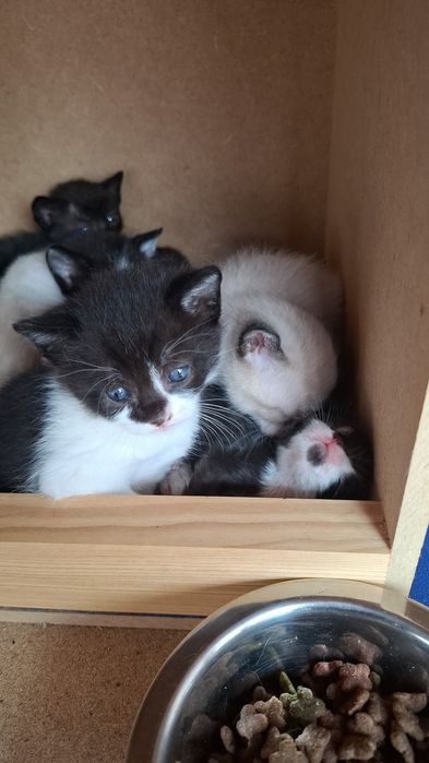 Dá-se gatinhos nascidos em Abril 2026