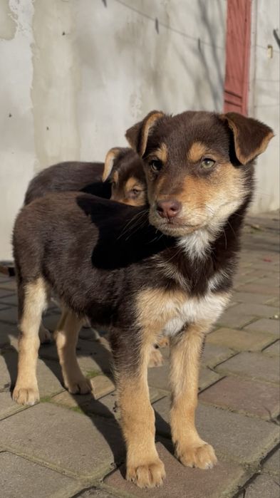 Болград отдам двух шоколадных девочек в хорошие руки