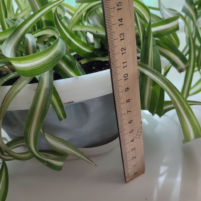 Цветок Хлорофитум кучерявый