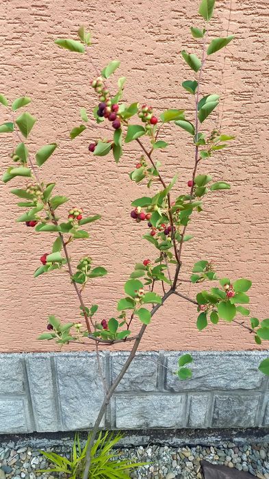 Duże sadzonki świdośliwy /borówki kanadyjskiej 50% taniej