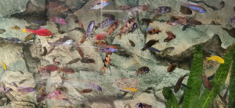 Pyszczaki - Aunokary Malawi - BYDGOSZCZ