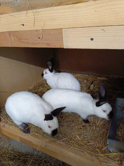 Króliki Kalifornijskie