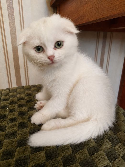 Шотландські кошенята висловухі