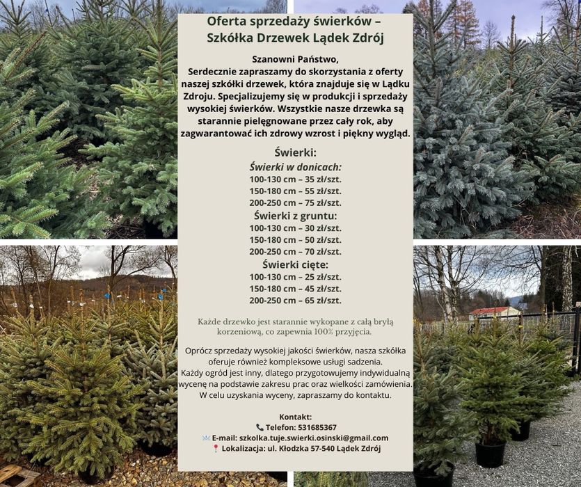 Świerk srebrny PLANTACJA choinki PRODUCENT transport SADZENIE
