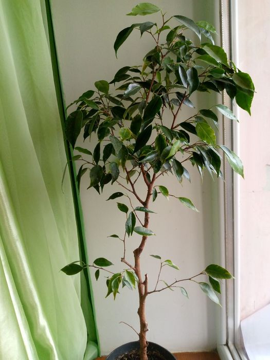 Фікус кімнатний Анастасія