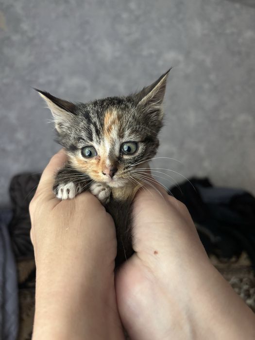 Котики в добрі руки