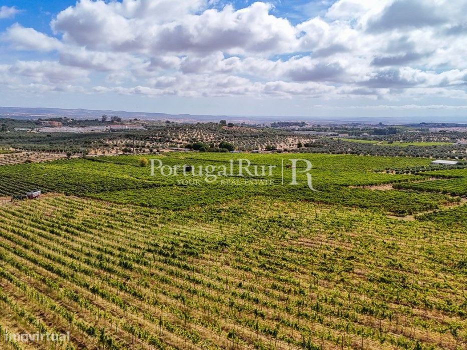 Quinta de 6,9 ha com vinha em produção, Borba
