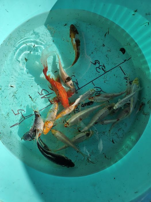 Carpas koi 10-20 cm