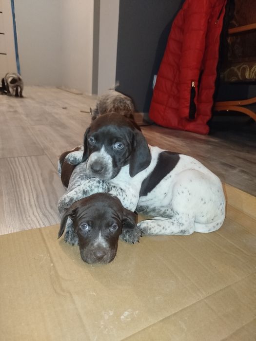 Wyżeł niemiecki krótkowłosy pies