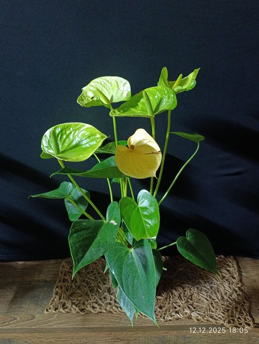 Антуріум ,, Vanilla,,