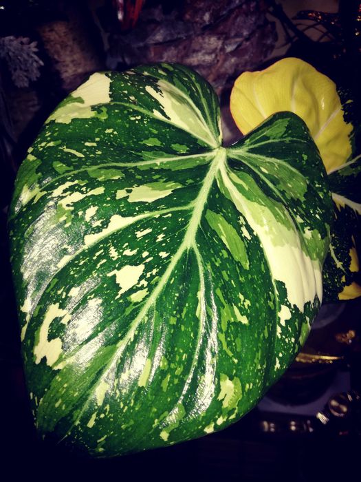 Philodendron Gloriosum TriColour Variegata  UNIKAT monstera filodendro