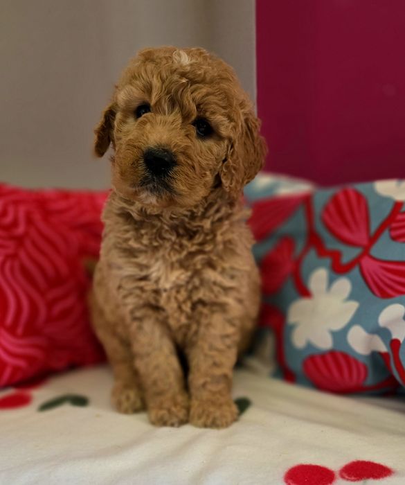 Suczka goldendoodle