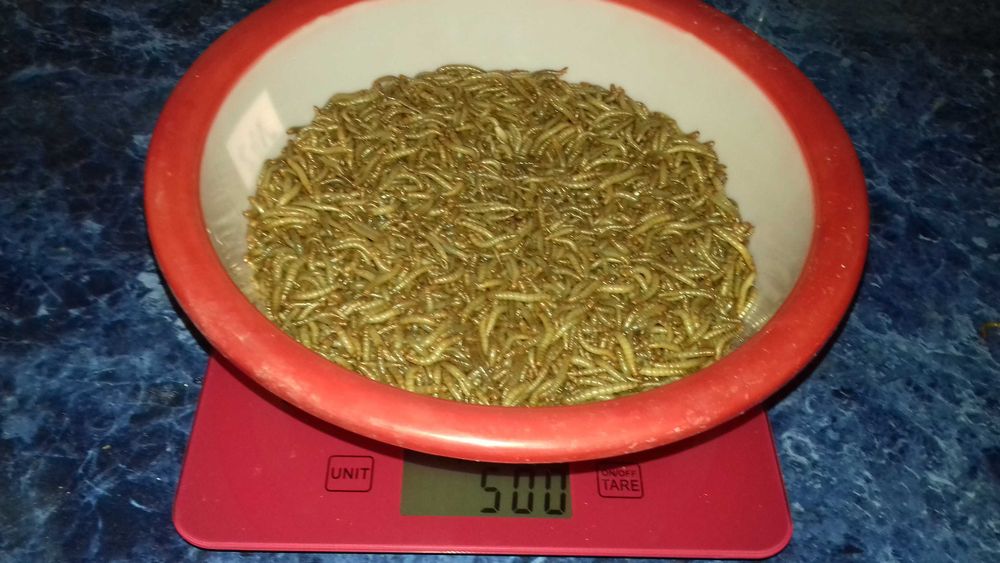 мучник   борошняний  хробак