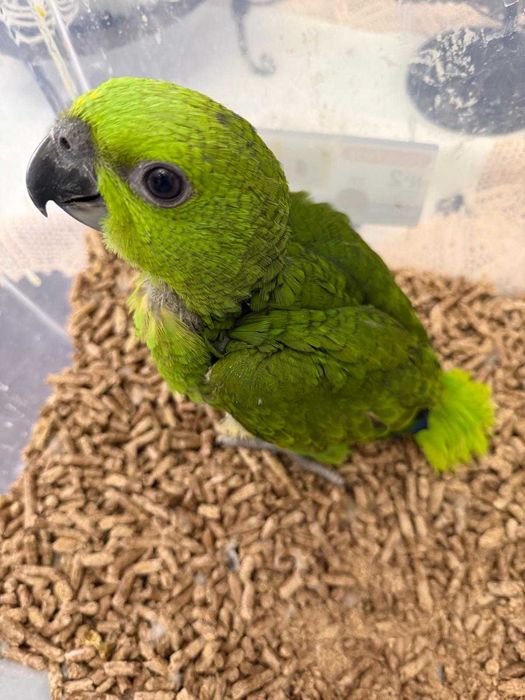 Papagaio Amazona Auropalliata