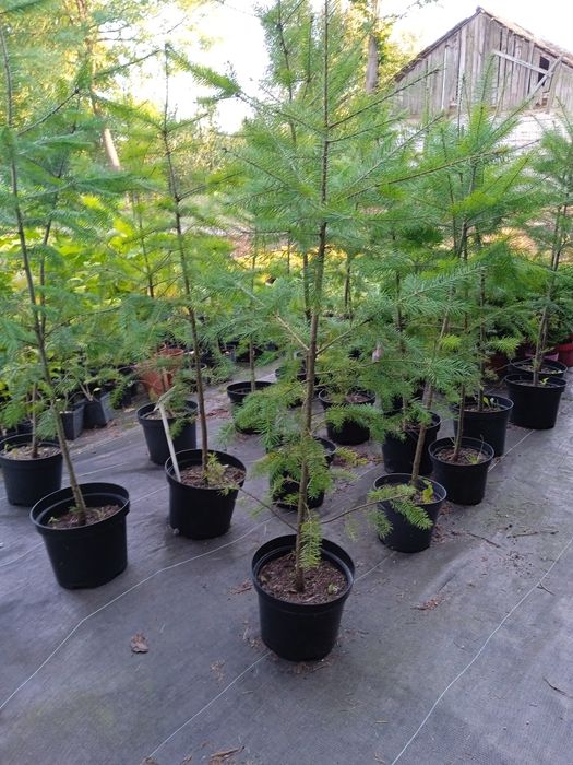 Sadzonki drzew i krzewów i inne