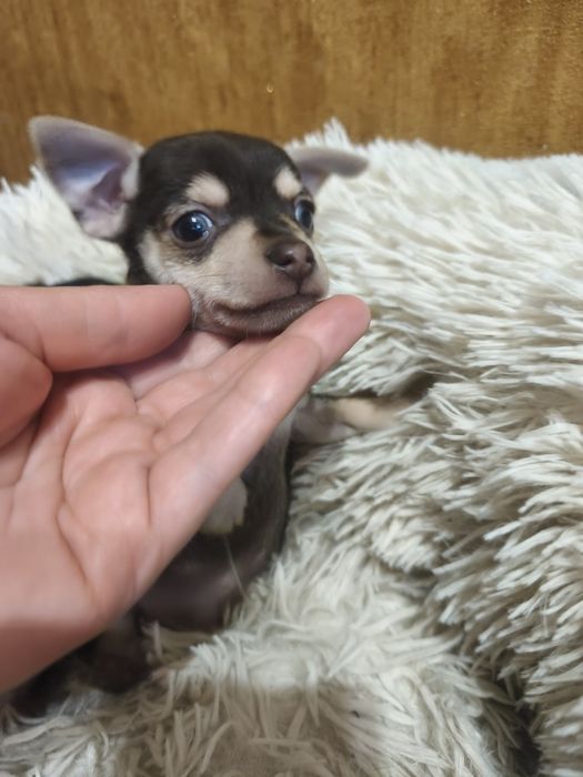Продам хлопчика Той Тер'єра