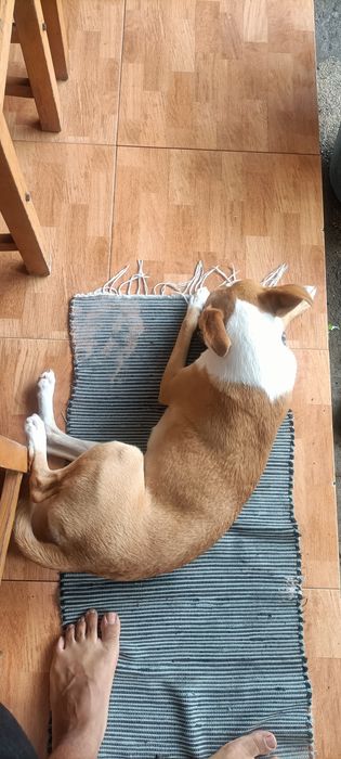 Doação de cachorro de caça mais informações na legenda