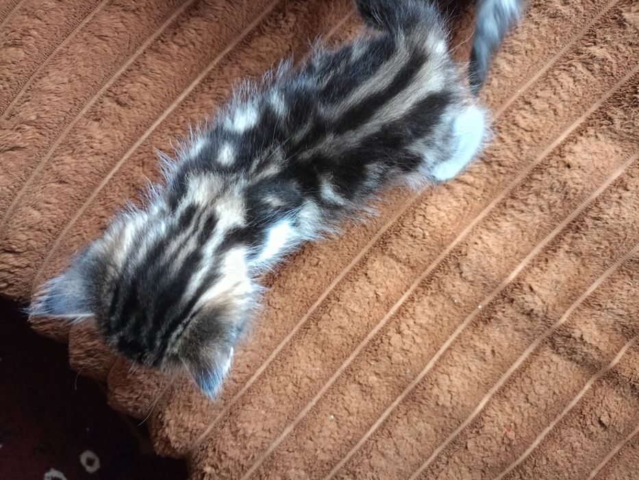 Віддам в добрі руки котиків