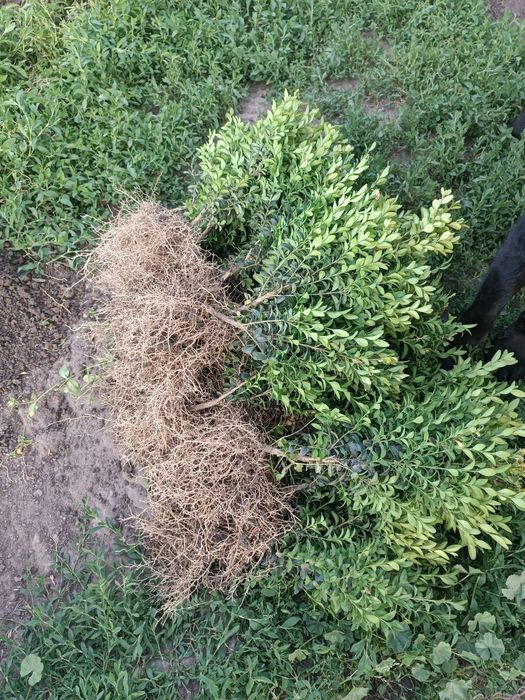 Самшит вкорінені черенки від 10грн шт