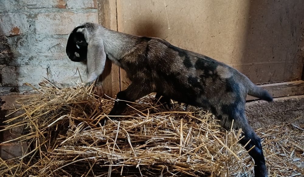 Koziołek Anglonubijski