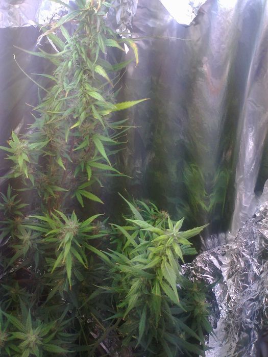 Marihuana Blue Monkey 15g Susz Roślinny THC CBC CBN CBG CBL Susz Konopny 15g Blue Monkey