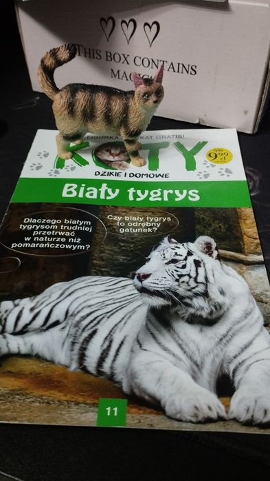 Rasy kotów - kolekcjonerskie