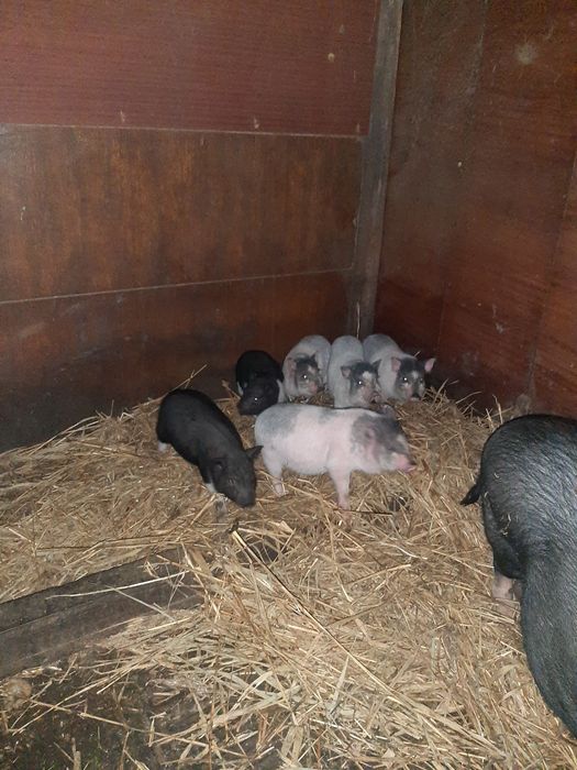 Корейські поросята