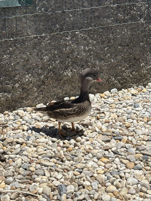 Macho de pato mandarim