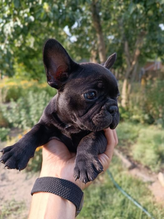 Французький бульдог хлопчик