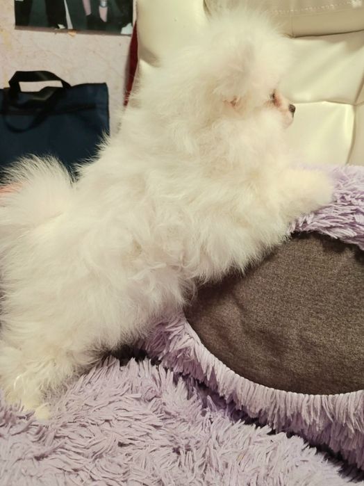 Шпіцюлі хлопчики