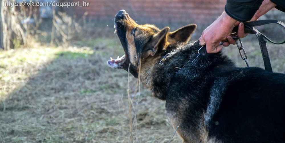 Дрессировка КРИВОЙ РОГ