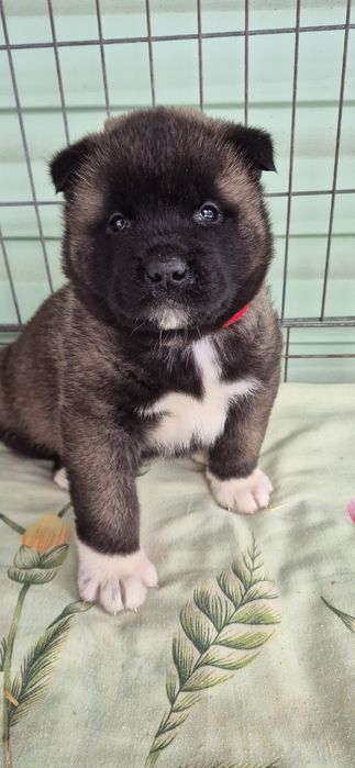 Шикарні песики Акіти