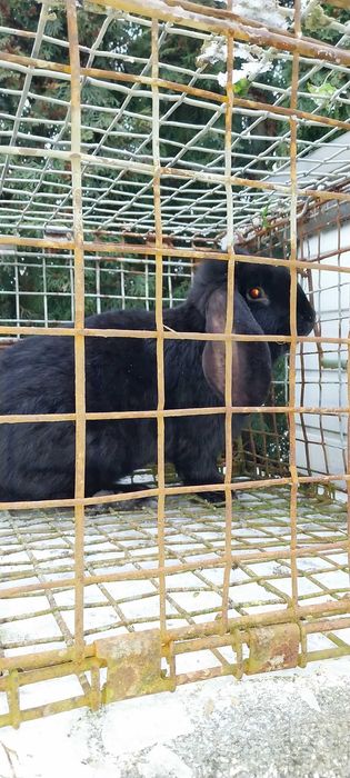 Baran francuski samiec