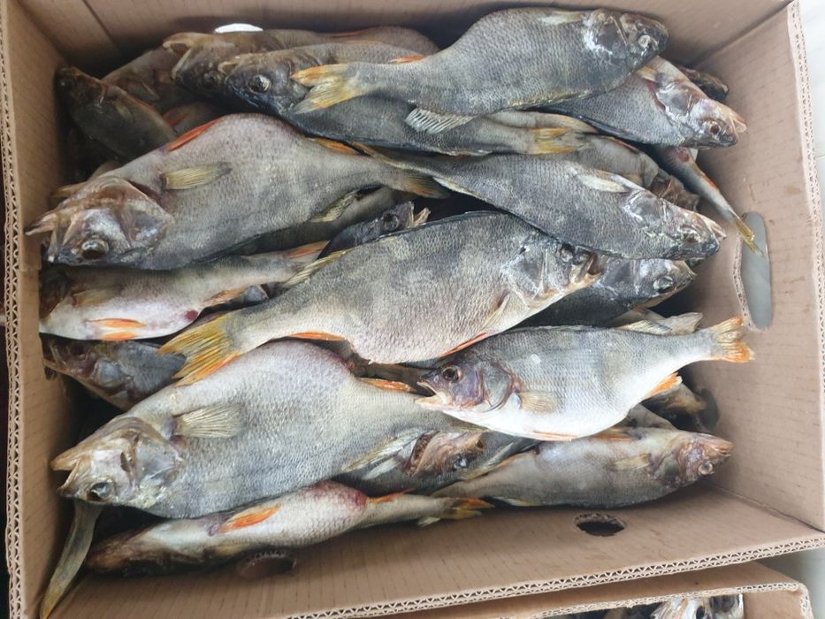 Плотва з ікрою.  Ікра толстолоб Густера Чехонь  Тарань сушена