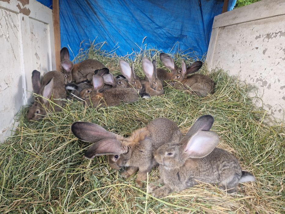 Самки Бельгійського Велетня (Агуті)